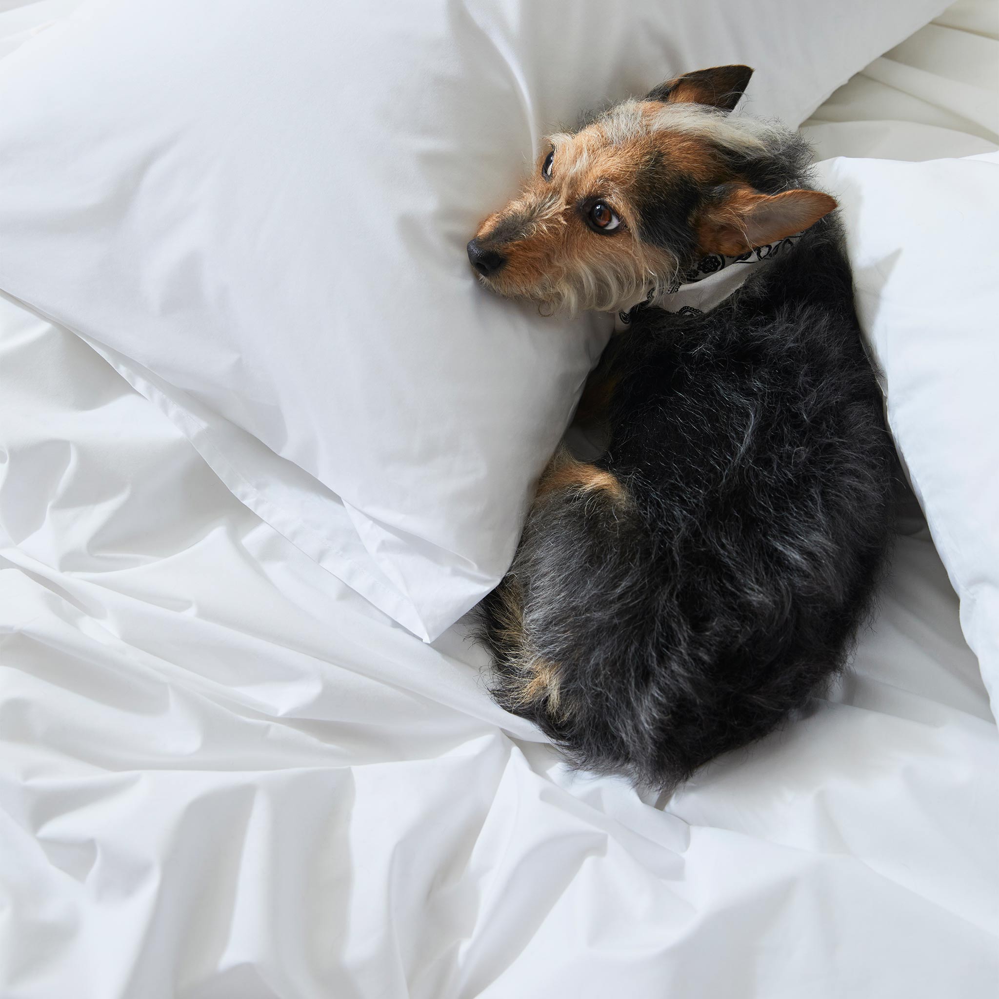 Classic Percale Core Sheet Set T4