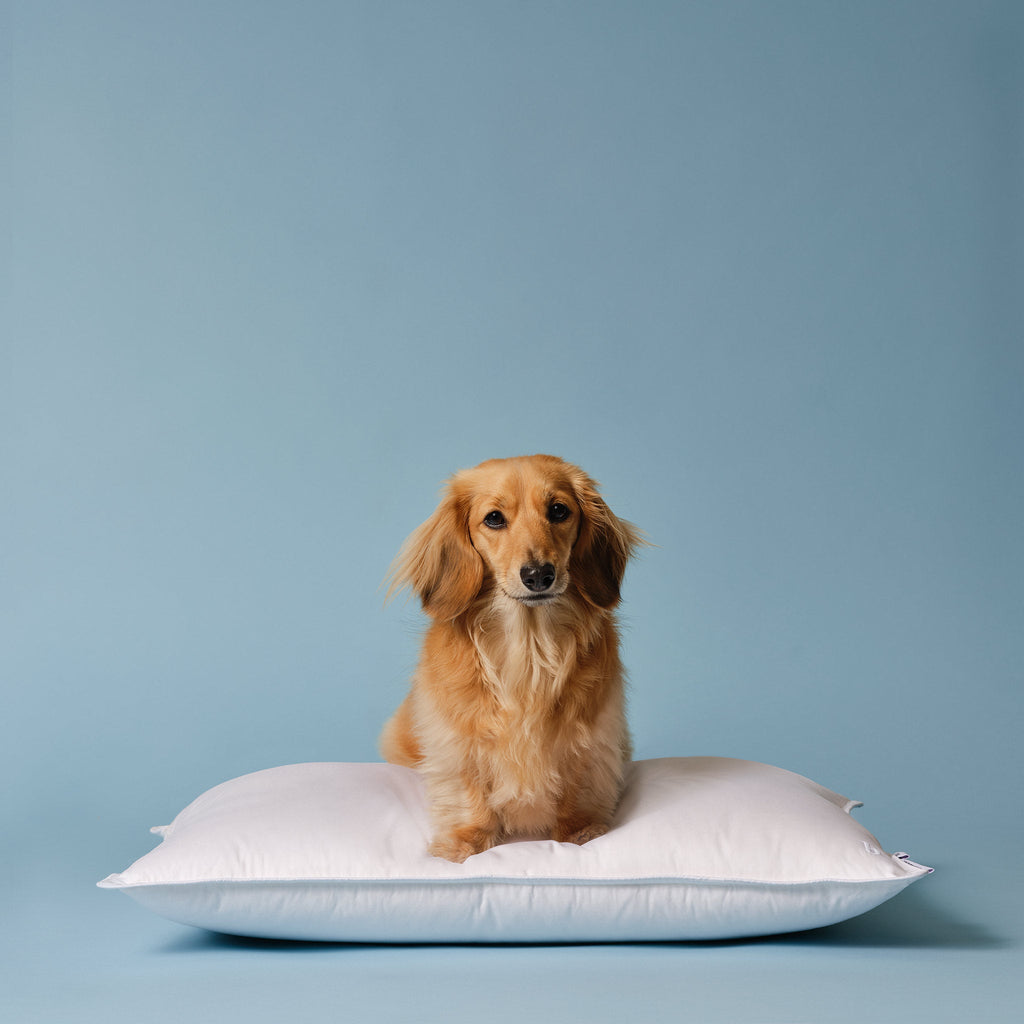 Down Pillow L4
