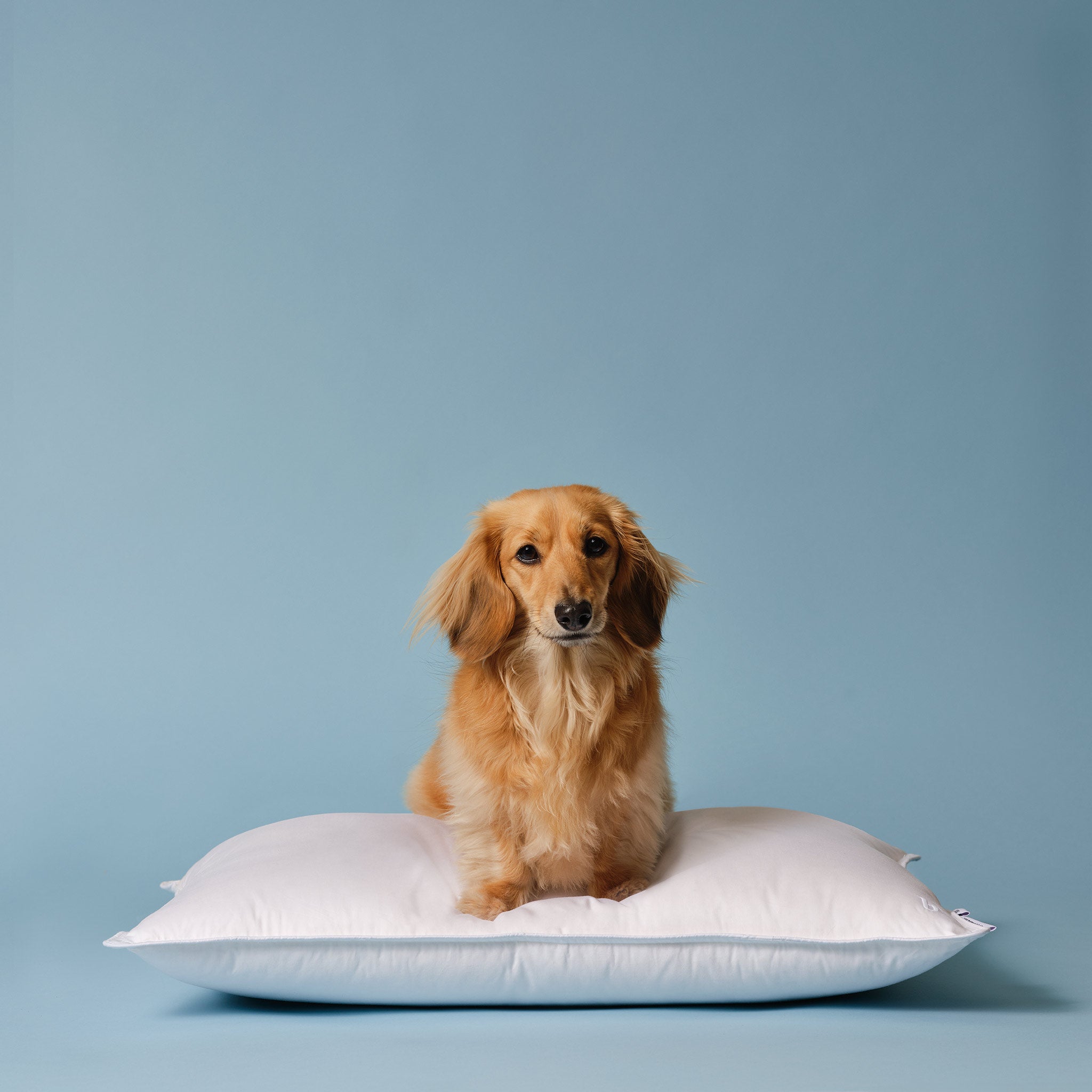 Down Pillow L4