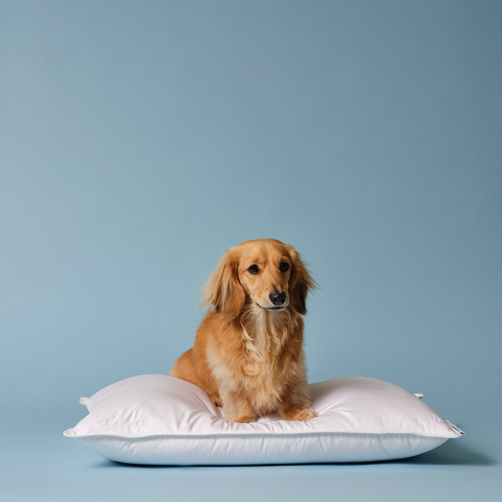 Down Pillow L4